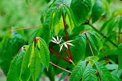 Aesculus parviflora - jírovec drobnokvětý - listy